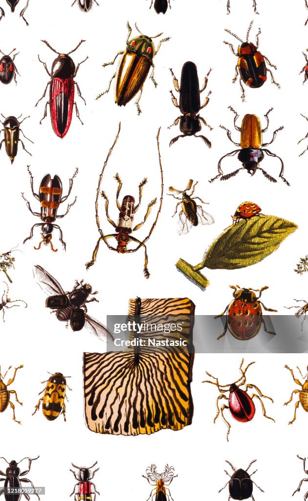 Forest pests,bugs,Seamless Pattern