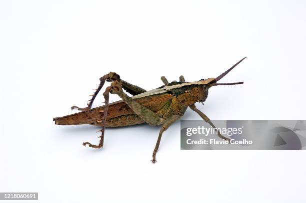 grasshopper isolated on white background - grasshopper ストックフォトと画像