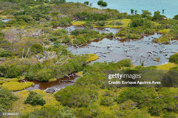aerial view of coastal mangrove damaged by storm, belize, central america - mangrove destruction stock pictures, royalty-free photos & images