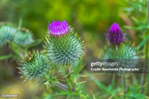 close view of thistle flower - wild thistle stock pictures, royalty-free photos & images
