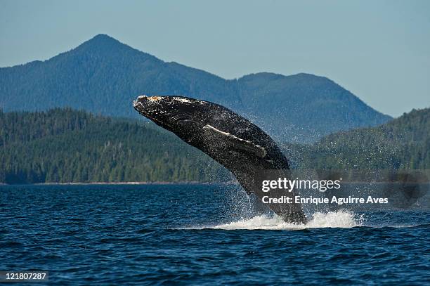 humpback whale (megaptera novaeangliae) breaching, side view, inside passage, south west alaska, usa - whale jumping stock pictures, royalty-free photos & images