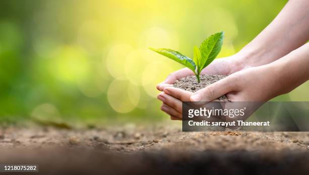 environment earth day in the hands of trees growing seedlings. bokeh green background female hand holding tree on nature field grass forest conservation concept - happy earth day - fotografias e filmes do acervo