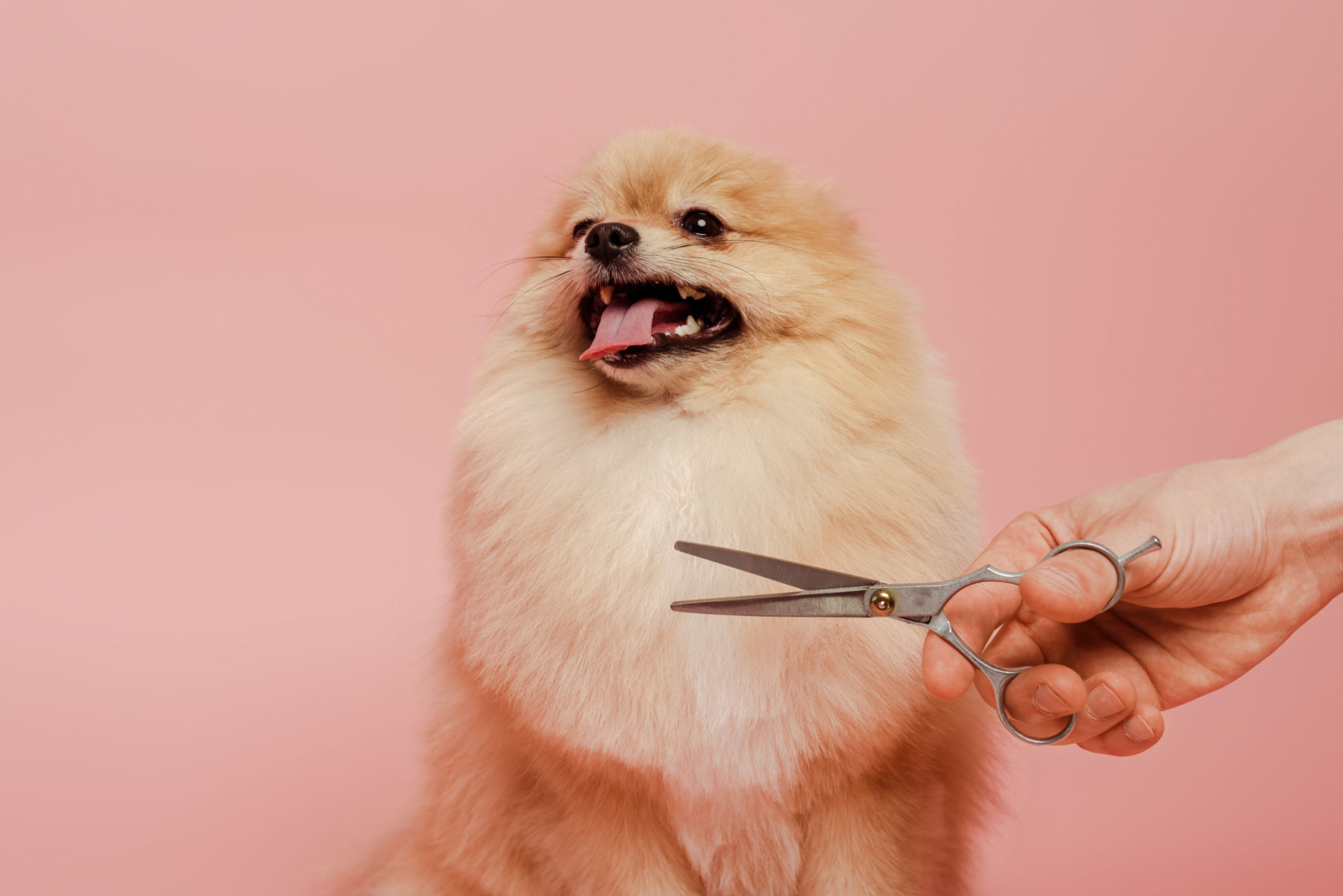 dog grooming tropical