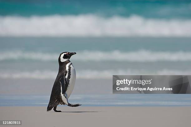 magellanic penguin (spheniscus magellanicus) walking on beach, falkland islands, south atlantic ocean - マゼランペンギン ストックフォトと画像