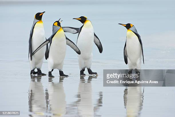 group of king penguins (aptenodytes patagonicus) on beach, falkland islands, south atlantic ocean - king penguin stock pictures, royalty-free photos & images