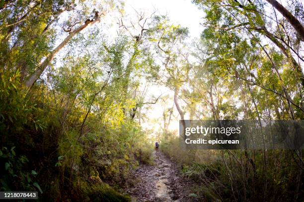 young man hiking through the woods in new south wales australia - camping new south wales stock pictures, royalty-free photos & images