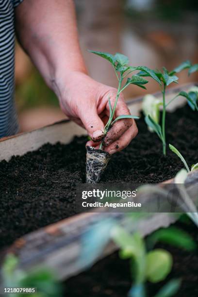 planting seedlings - tomato seeds stock pictures, royalty-free photos & images