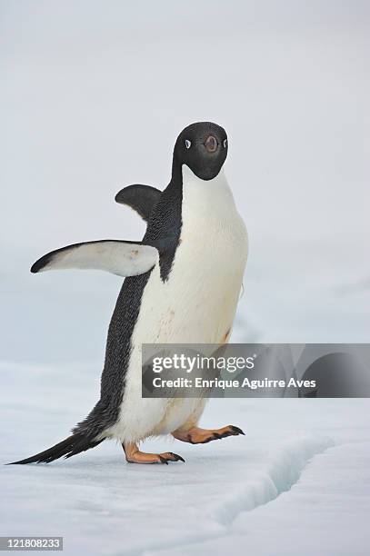 adelie penguin (pygoscelis adeliae), antarctica - adeliepinguin stock-fotos und bilder