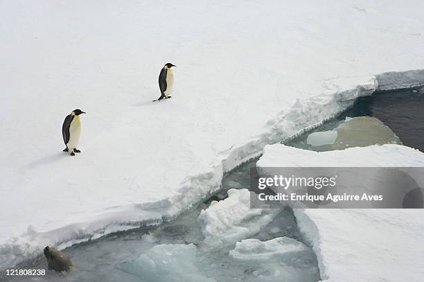 emperor penguin (aptenodytes forsteri) at ice edge, weddell sea, antarctica - weddell sea - fotografias e filmes do acervo