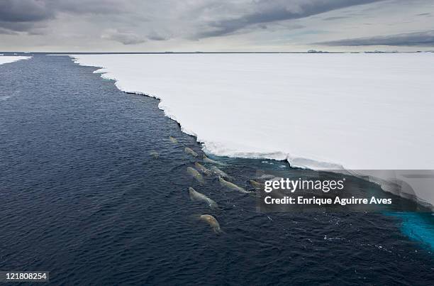 group of crabeater seals (lobodon carcinophagus) swimming in open lead in fast ice, weddell sea, antarctica - weddell sea - fotografias e filmes do acervo