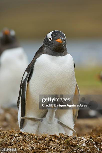 49 Penguins Shelter Photos and Premium High Res Pictures - Getty Images 49 Penguins Shelter Photos and Premium High Res Pictures - Getty Images