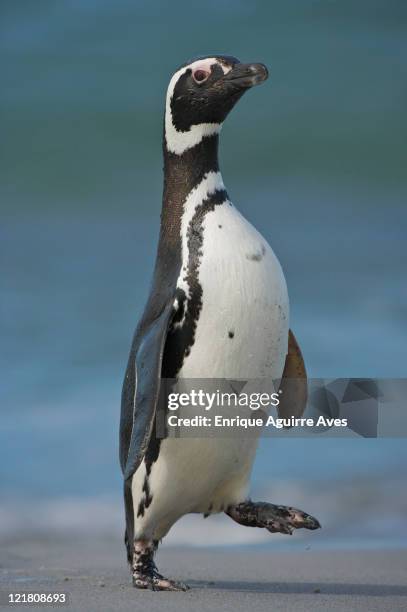 magellanic penguin (spheniscus magellanicus) on beach, falkland islands, south atlantic ocean - magellan penguin stock pictures, royalty-free photos & images