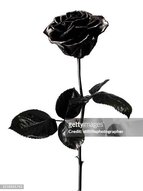 close-up of a black painted rose with stem and leaf, isolated on white background - black rose fotografías e imágenes de stock