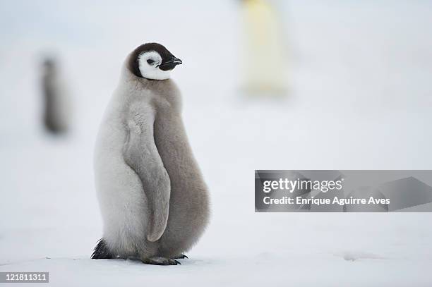 emperor penguin (aptenodytes forsteri) chick, snow hill island, weddell sea, antarctica - pinguïn stockfoto's en -beelden