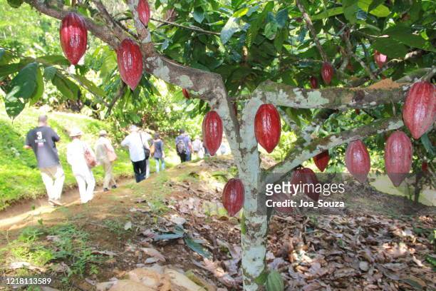 kakaoernte in bahia - cocoa plantation stock-fotos und bilder