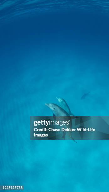 bottlenose dolphins - exotische fische stock-fotos und bilder