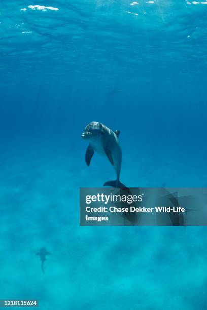 bottlenose dolphins - bando de mamíferos marinhos - fotografias e filmes do acervo