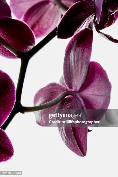 close-up of pink purple orchid, view of stem and flower heads from behind, isolated on white background - orchid dendrobium single stem foto e immagini stock