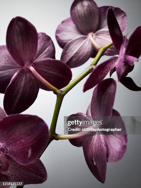 close-up of pink purple orchid, view of stem and flower buds from behind, isolated on grey gradation background - orchid dendrobium single stem foto e immagini stock