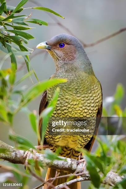 female satin bowerbird - satin bowerbird stock pictures, royalty-free photos & images