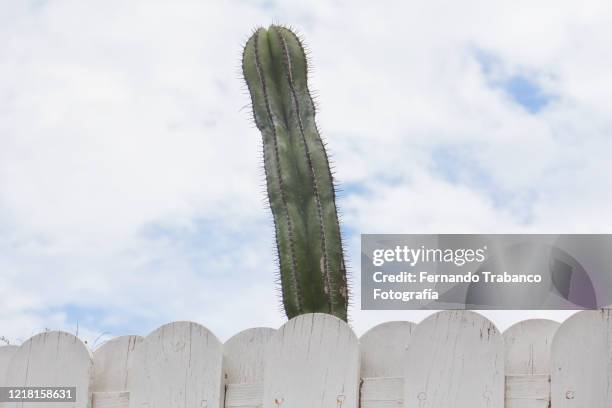 cactus with penis shape - pene foto e immagini stock