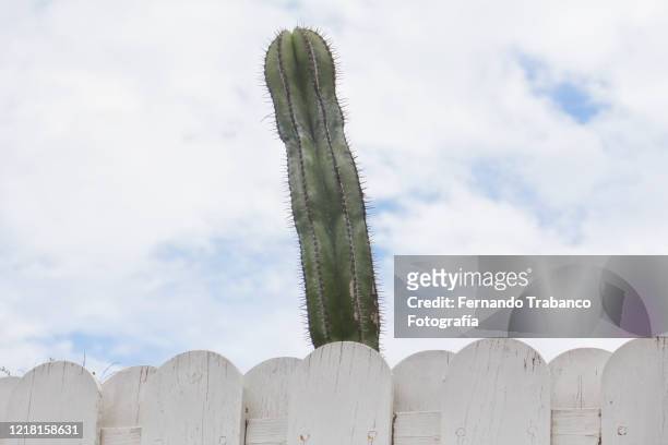 cactus with penis shape - penis humour stock pictures, royalty-free photos & images