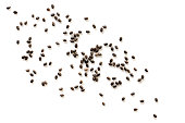 Chia Seeds Scattered over White Background Top View