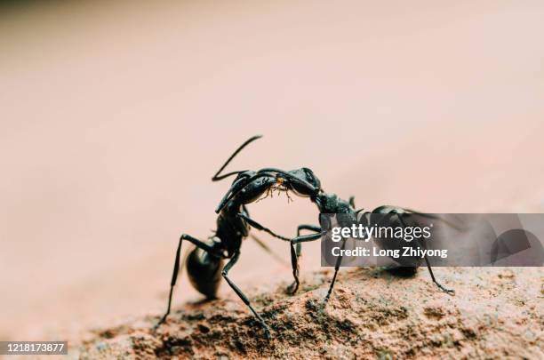 螞蟻 - ant close up stock pictures, royalty-free photos & images