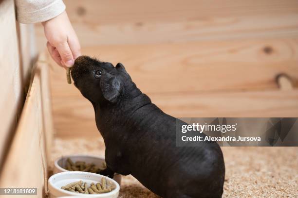skinny guinea pig - sans poils photos et images de collection