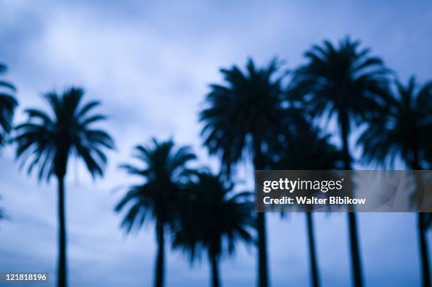 ca, santa monica, palm trees on ocean avenue - low angle view of silhouette palm trees against sky stock pictures, royalty-free photos & images