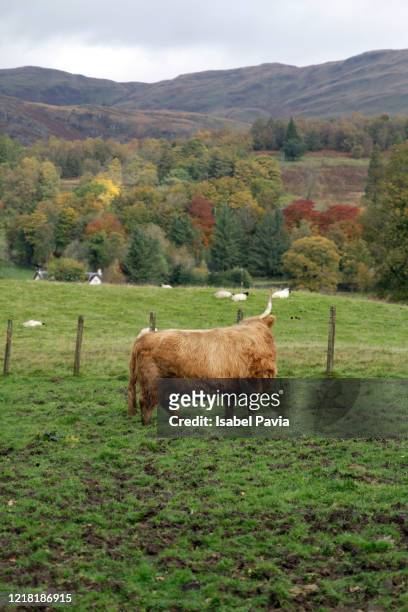 highland cattle cow lying in a meadow of the scottish highlands - costas de animal - fotografias e filmes do acervo