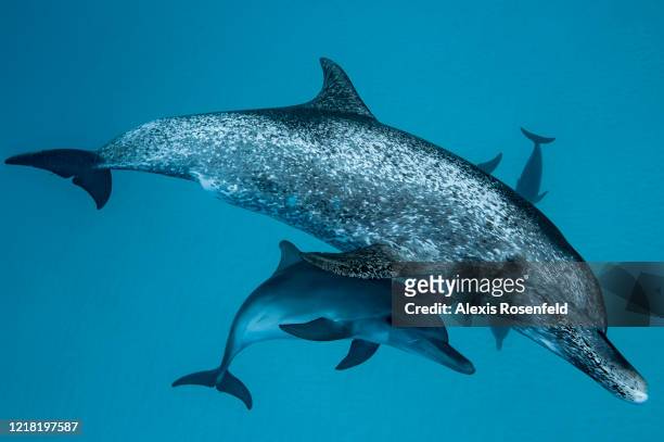 Female Atlantic spotted dolphin is swimming with a young one on April 21, 2016 off Bimini Island, Bahamas. Young Atlantic spotted dolphin can stay...
