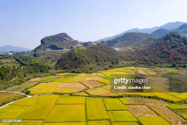 aerial view of mature rice fields in autumn - paddy field stock pictures, royalty-free photos & images