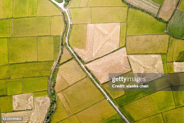 Patterns In Rice Field Rice Field Pattern Photos and Premium High Res Pictures - Getty Images