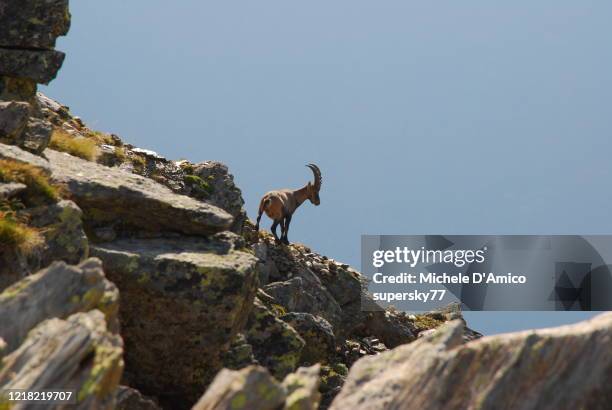 alpine ibex on an exposed ledge - alpine goat stock pictures, royalty-free photos & images