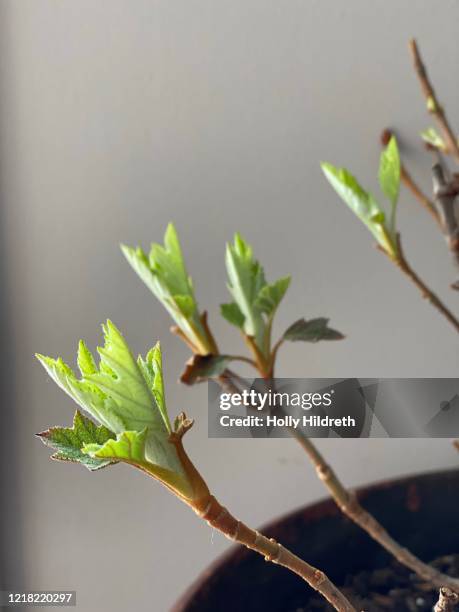 indoor plants - hydrangea lifestyle stockfoto's en -beelden