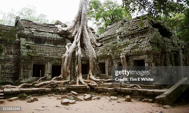 tree growing over ruins, ta prohm, angkor wat, cambodia - cambodia stockfoto's en -beelden