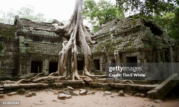 tree growing over ruins, ta prohm, angkor wat, cambodia - angkor wat stock pictures, royalty-free photos & images