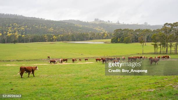 view of hereford cattle herd farming in tasmania, australia. - tasmania food stock pictures, royalty-free photos & images