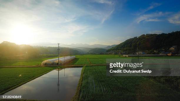 countryside landscape at kyushu ,japan - farmers work at rice farm stock pictures, royalty-free photos & images