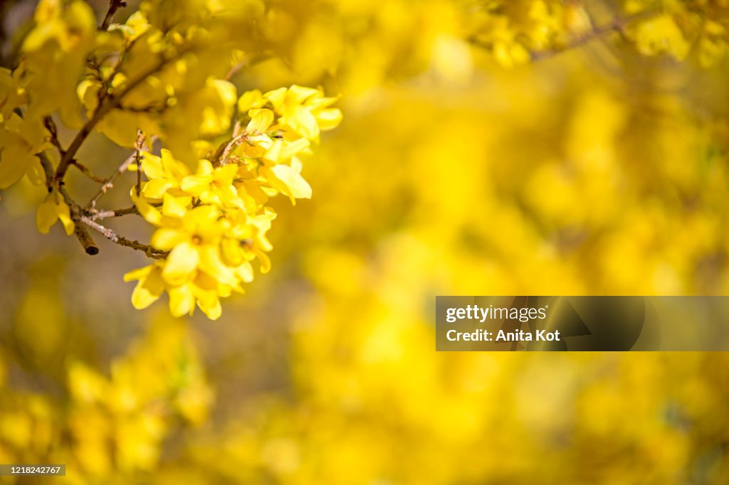 Blooming forsythia