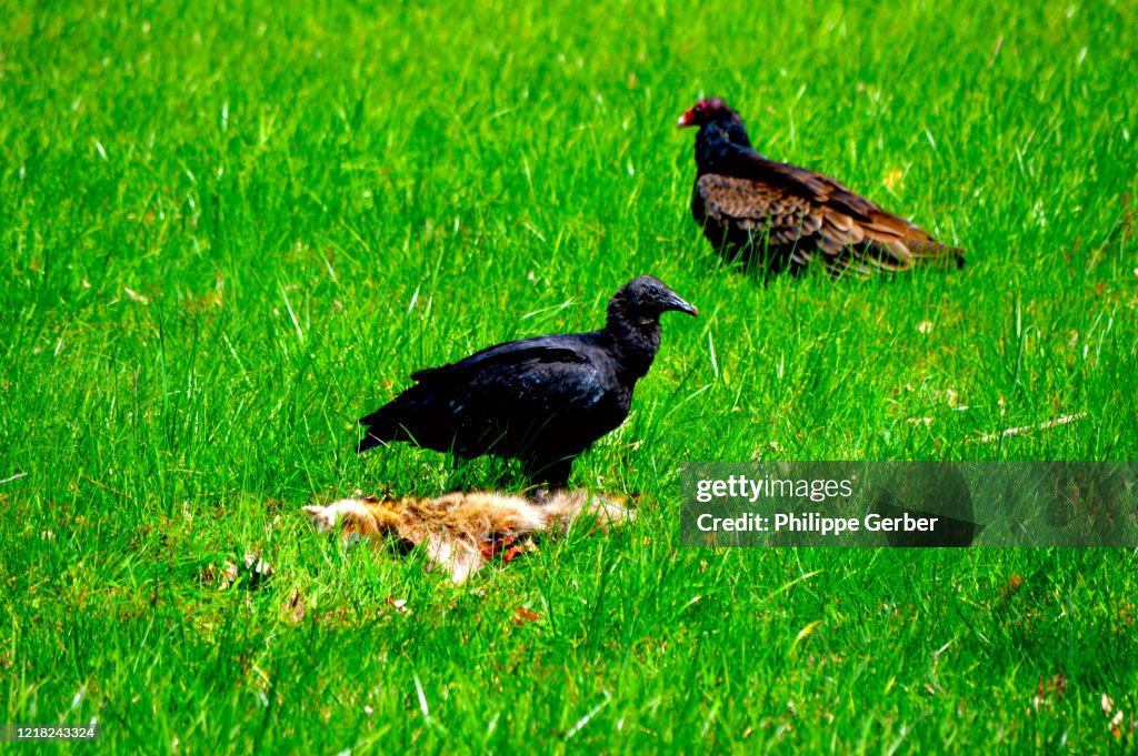 Turkey Vultures Eating a Dead Raccoon