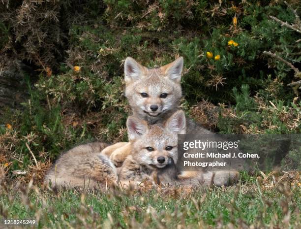 two patagonian grey fox kits cuddling. - michael j fox fotografías e imágenes de stock