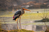 painted stork or mycteria leucocephala in early morning sunlight and in beautiful background at wetland of keoladeo national park or bharatpur bird sanctuary, rajasthan, india