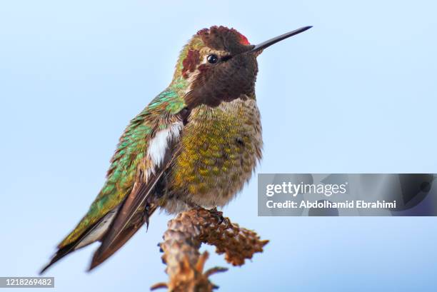 anna's hummingbird - burnaby stock pictures, royalty-free photos & images