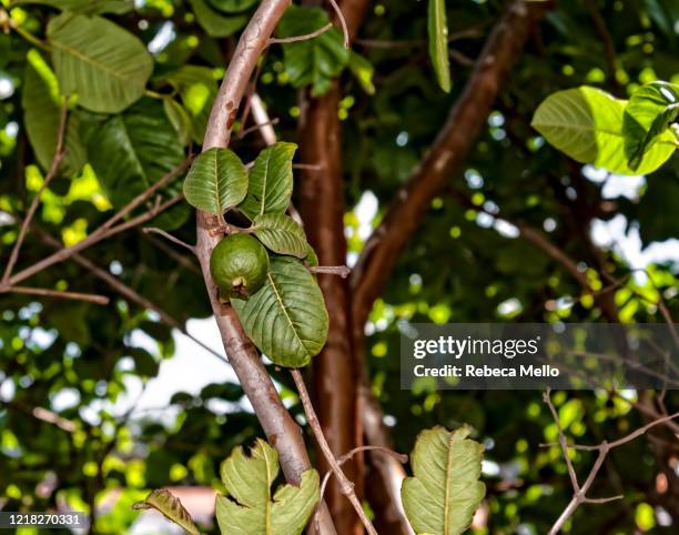 Local Guava Tree Guava Trees Photos and Premium High Res Pictures - Getty Images