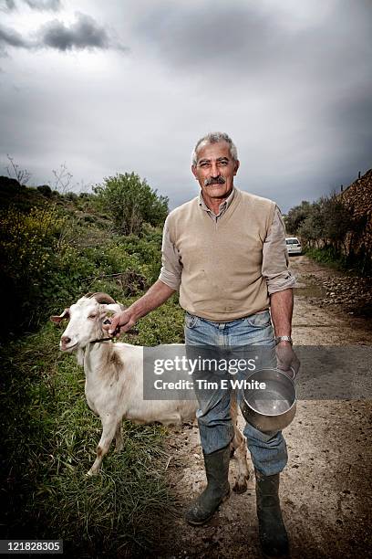 farmer with goat (capra aegagrus hircus), gozo, malta - hirte stock-fotos und bilder