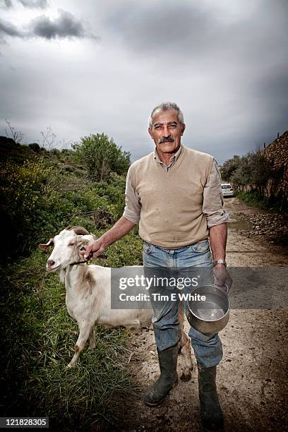 farmer with goat (capra aegagrus hircus), gozo, malta - herder stock pictures, royalty-free photos & images