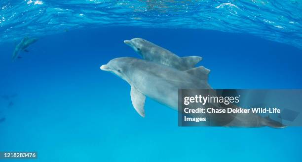 bottlenose dolphins - dolphin and its blowhole stock pictures, royalty-free photos & images