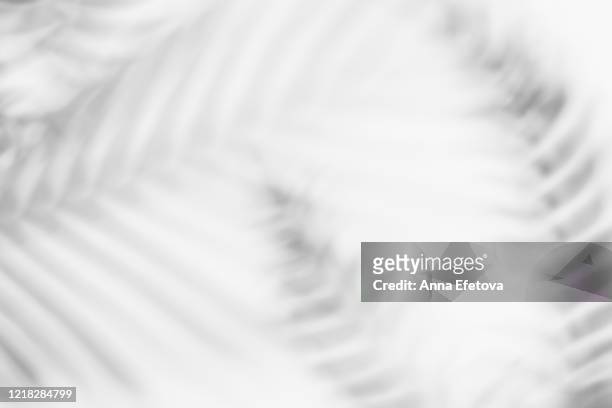 shadows from tropical leaves - shadow stock pictures, royalty-free photos & images